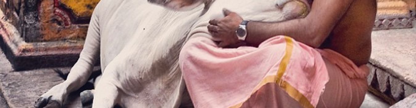 Love for Gau Mata - Significant Landmark in Kashi, Varanasi