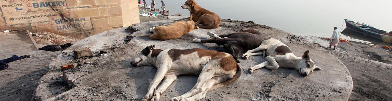River Sight - Significant Landmark in Kashi, Varanasi