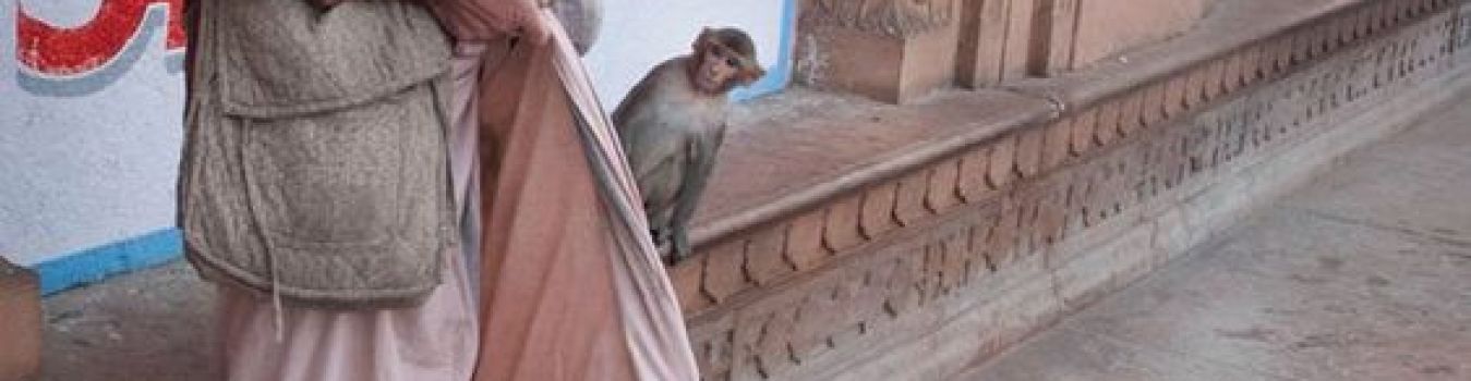 Tourist distributing food to monkeys - Significant Landmark in Kashi, Varanasi